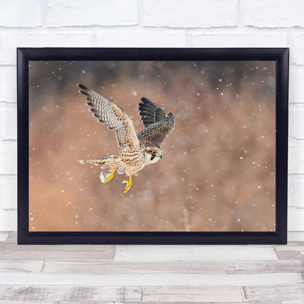 Fast Flying Falcon Blizzard Bird Predator focus action Wall Art Print