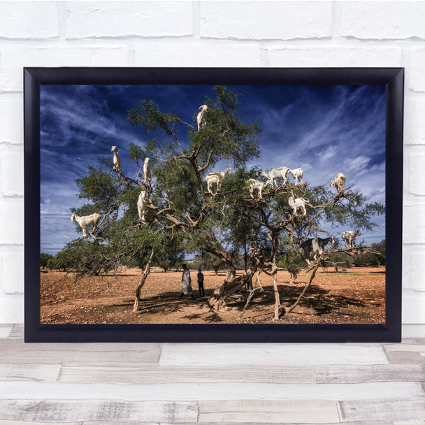 Goats Tree Argan Morocco Shepherd Funny Animals On The Wall Art Print