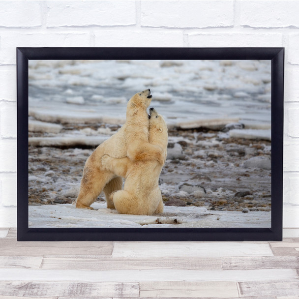 Hugging Polar Bears Love Winter Fight Fighting Wrestle Wall Art Print
