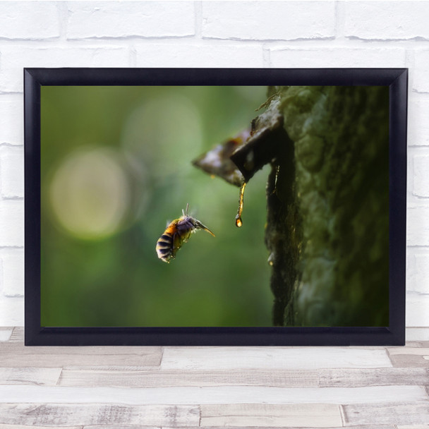 Insect Macro Fly Bee Honey Drop Pitch Resin Tree Drink Wall Art Print