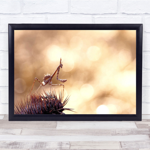 Nature Insect praying mantis Pennata Walking On Thorns Wall Art Print