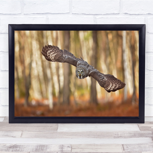 Owl Nature Flight Great Grey Owl Birds Woodland Autumn Wall Art Print