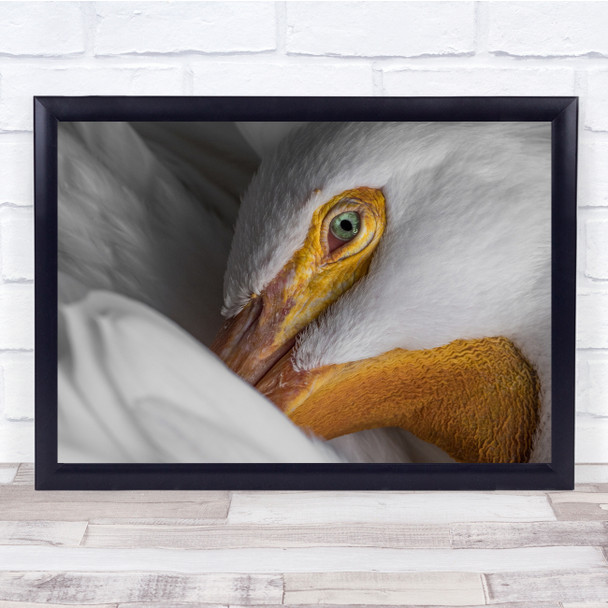 Pelican Bird Feather Eye Animals Birds up close detail Wall Art Print