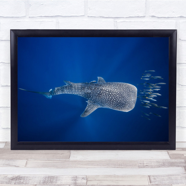 Shark Whaleshark Wildlife Sea Ocean Underwater Animals Wall Art Print