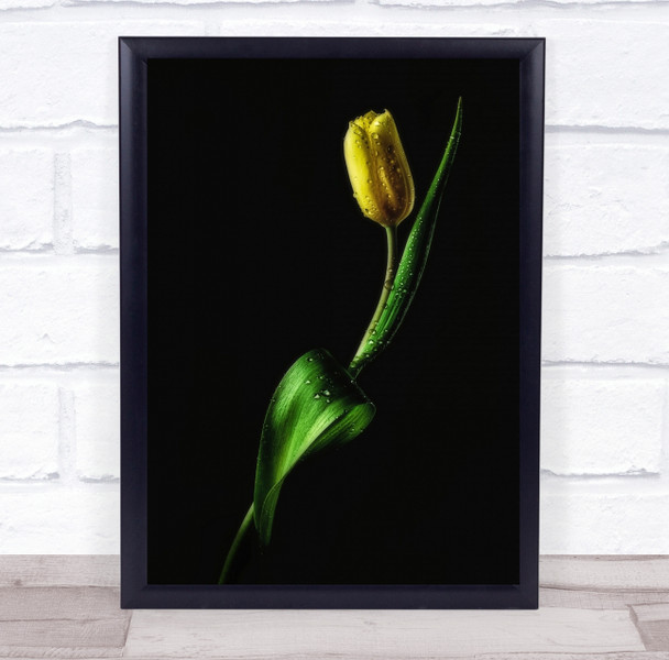 Tulip Droplets Spring Fresh yellow Flower Dark Low Key Wall Art Print