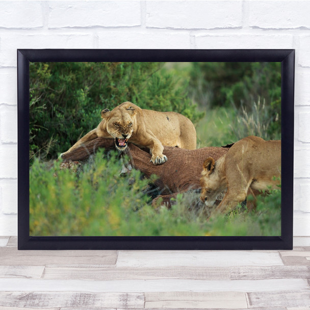 Wildlife Wild Nature Animal Lioness Dead Elephant Prey Wall Art Print