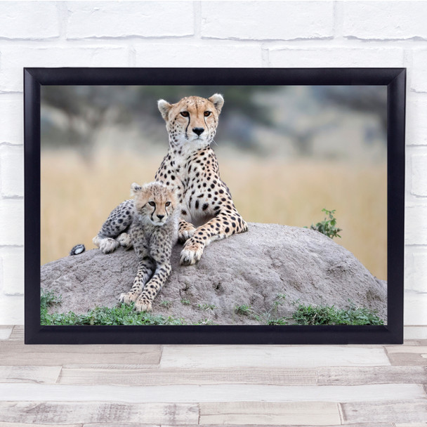 Wildlife Wild Nature Animals Cheetahs Cub Mother Rocks Wall Art Print