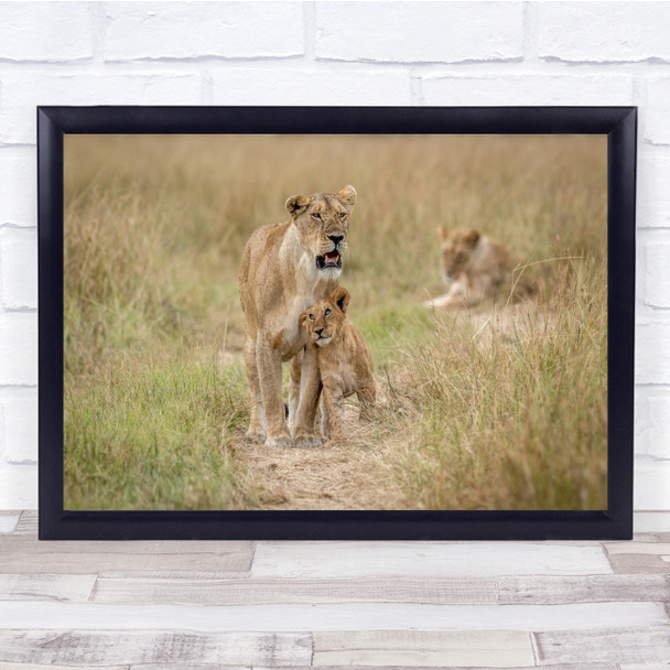 Adoration Lioness and cub wilderness animals wildlife Wall Art Print