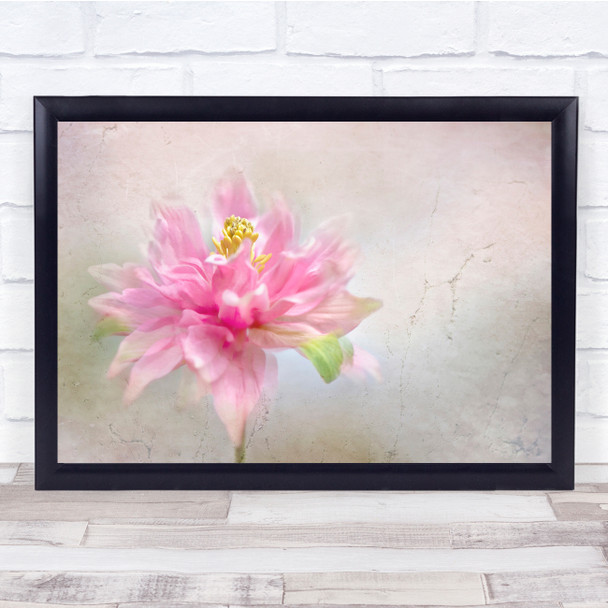 Aquilegia Columbine Pink Flower Bloom Floral Close-Up Wall Art Print