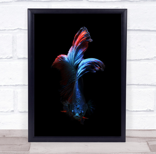 Bettafish Betta Fish Animals Background Macro Flowers Wall Art Print