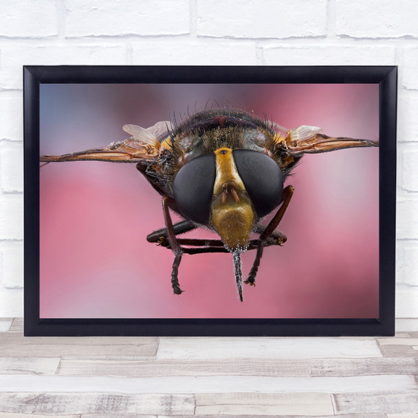 Macro Fly Bee Buzz Lightyear Strobist Catched Perfect Wall Art Print