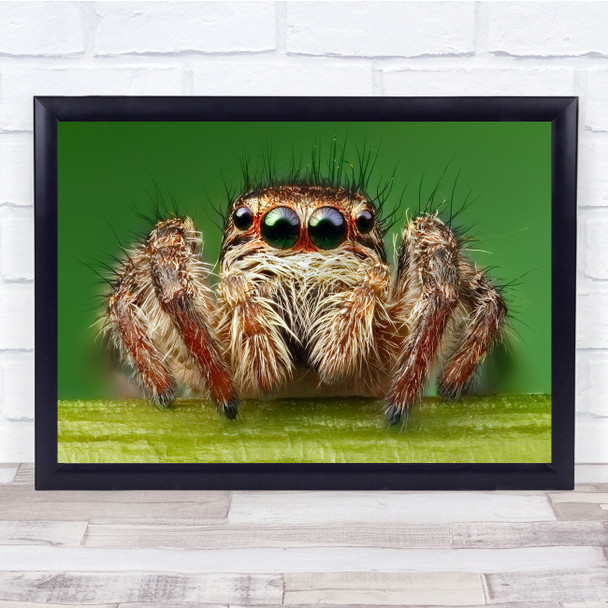 Macro Spider Eyes Legs Insects Wild Green Brown Mouth Wall Art Print