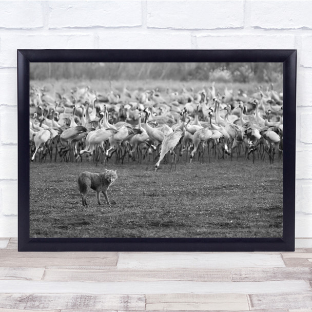 Nature Wildlife Animals Crowd Chaos Tight Black White Wall Art Print