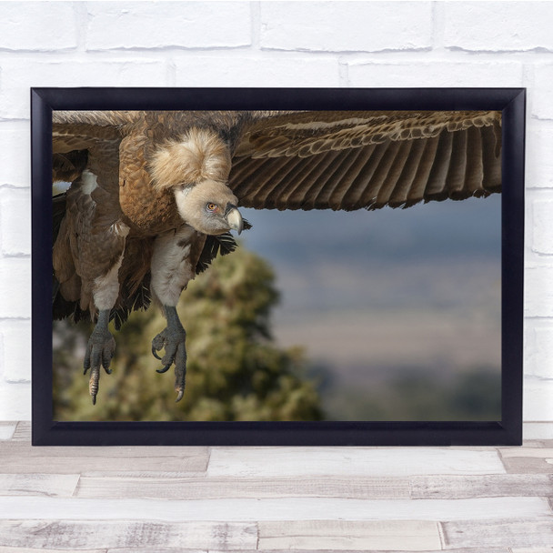 Vulture Bird Wildlife Wild Nature Animal Landing Land Wall Art Print