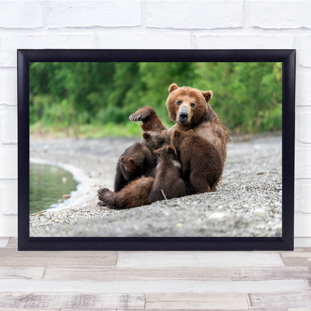 Bears Russia Animals Nature Wild Cute Wildlife Beach Wall Art Print