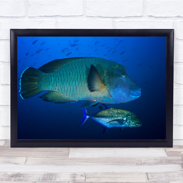 Fish Giant Hump head Wrasse Underwater Nature marine Wall Art Print