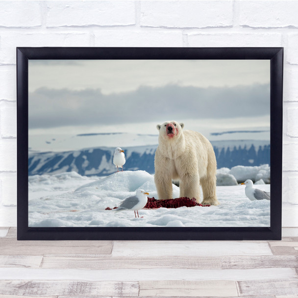 Icy Snow Antarctic Polar Bear Eating Caracas Seagull Wall Art Print