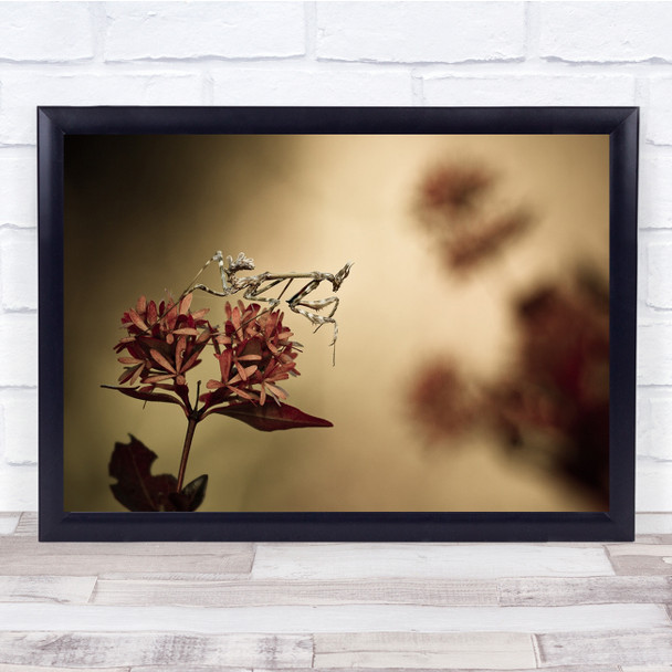 Mantis Flower Insect Hunting Hunter Running To Stand Wall Art Print