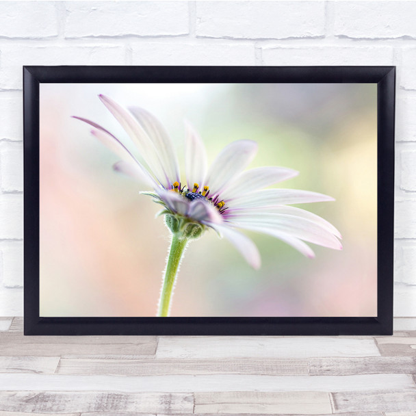 Osteospermum Cape-Daisy White Summer Garden High-Key Wall Art Print