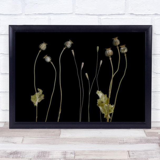 Poppies Poppy Flower Flowers Botanical Graphic Black Wall Art Print