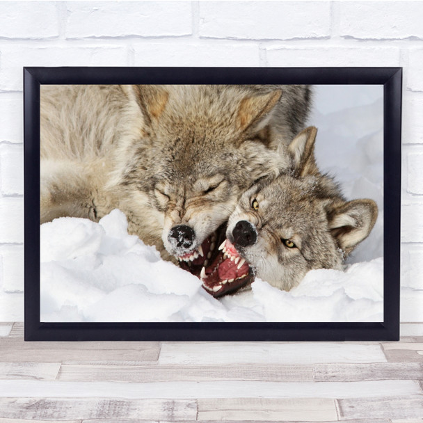 Snow Winter Fight Nature Animal Wolves Wildlife Wild Wall Art Print
