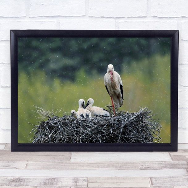 Stork Spring Ciconia Nest Chick Rain Nature Wildlife Wall Art Print