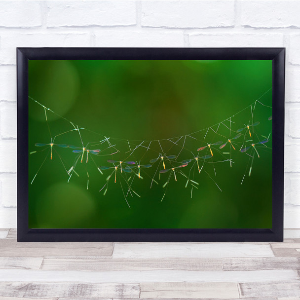 Animal Mosquitos Nature Macro Borneo The Mosquitoes Wall Art Print