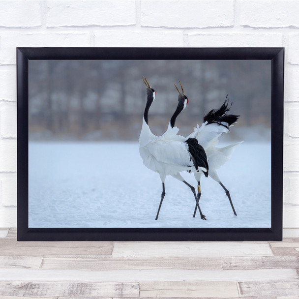 Crane Red Crowned Singing Winter Snow Wildlife Wild Wall Art Print