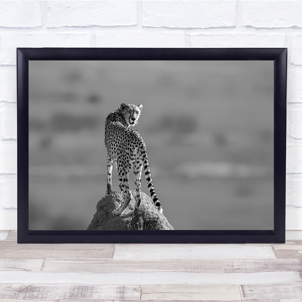 Cheetah Black & White Bokeh Feline nature wildlife Wall Art Print