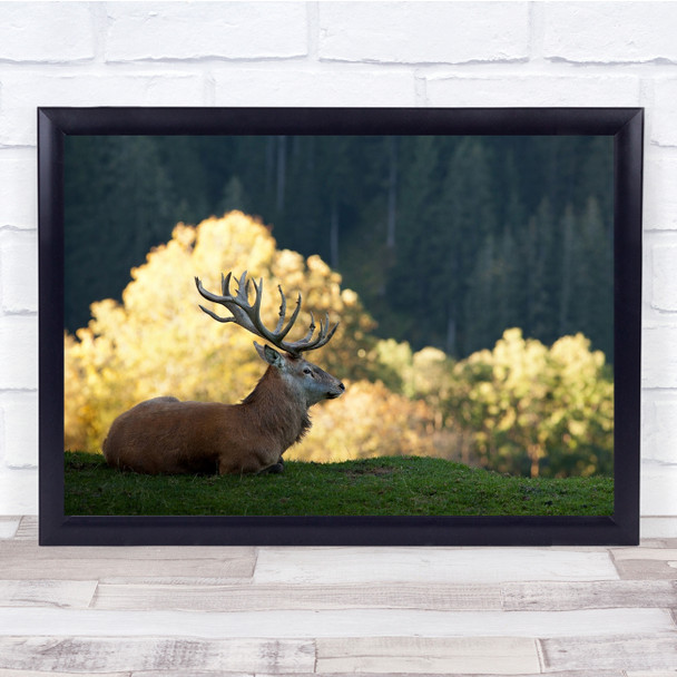 Deer Wildlife Nature Tyrol Austria Antlers Animals Wall Art Print