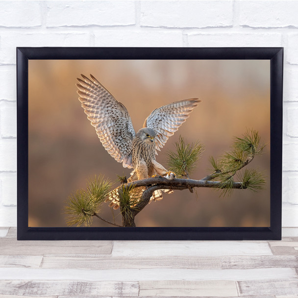 Dinner owl animal on a branch wings natre wildlife Wall Art Print