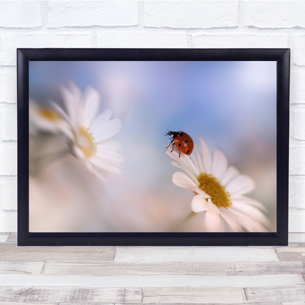 Nature Ladybird Daisies Flowers Macro Bokeh Insect Wall Art Print