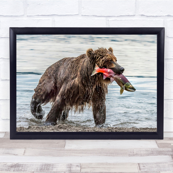 Russia Nature Animals Wild Bears Salmon Lake Water Wall Art Print