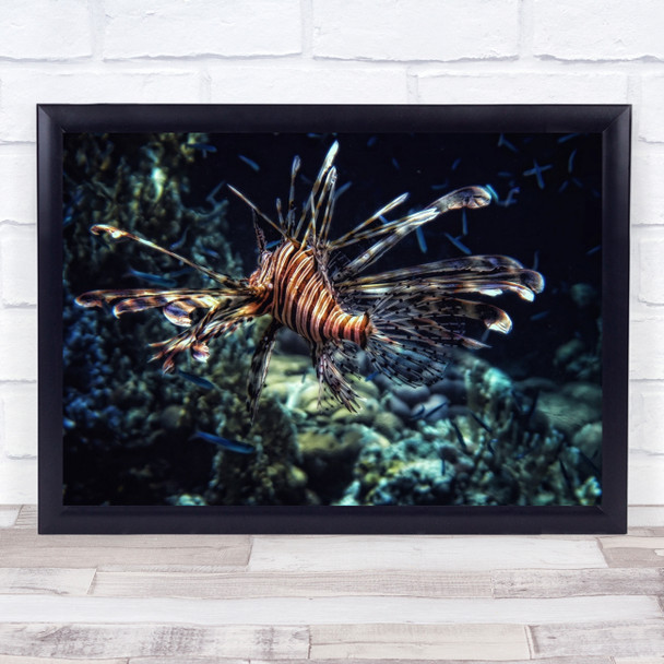 Underwater Sea Egypt Fish Taba Red Lionfish Poison Wall Art Print