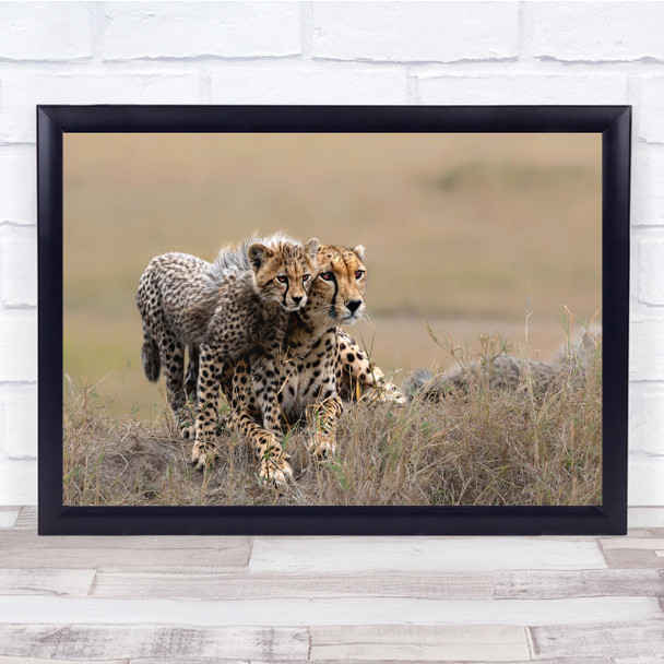 Cheetahs Feline Bokeh Wild Wildlife Nature Animal Wall Art Print