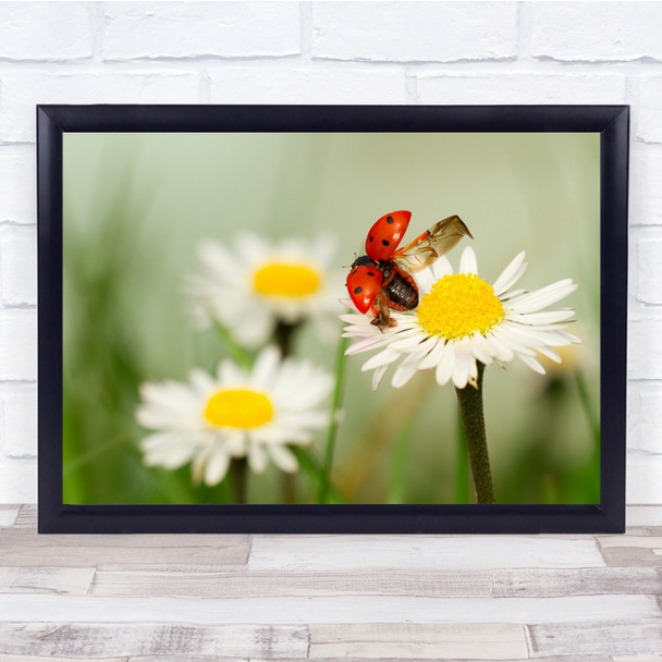 Flight Flower Insect Bug Summer Ladybird Daffodil Wall Art Print