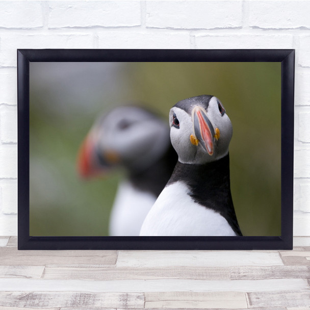 Nature Puffin Bird Runde Norway Wild Animals Blur Wall Art Print