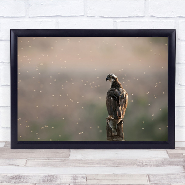 Wildlife Bird Predator Wild Nature Animal Insects Wall Art Print