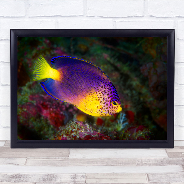 Mauritius Angelfish Underwater Water Wild Nature Wall Art Print