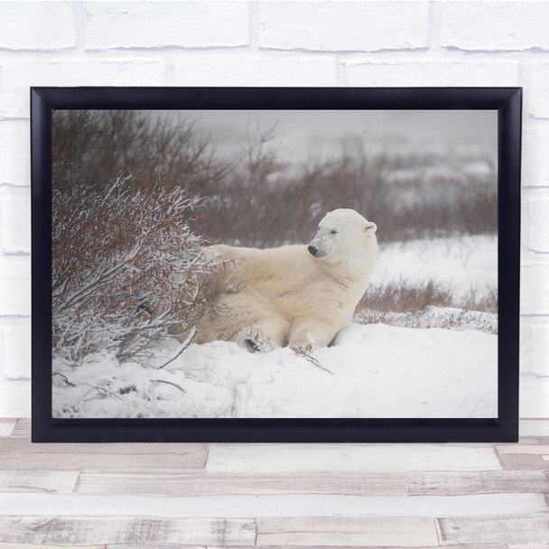 Polar Bear Wildlife Nature Animal resting winter Wall Art Print