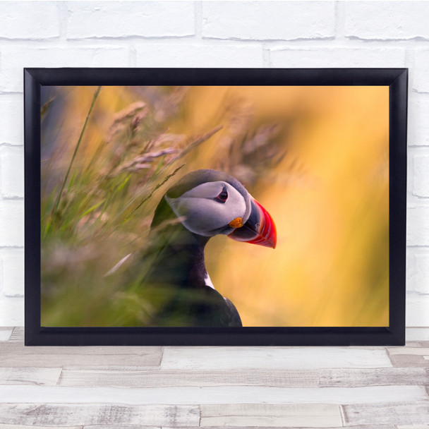 Runde Norway Bird Puffin Nature Wildlife Animals Wall Art Print