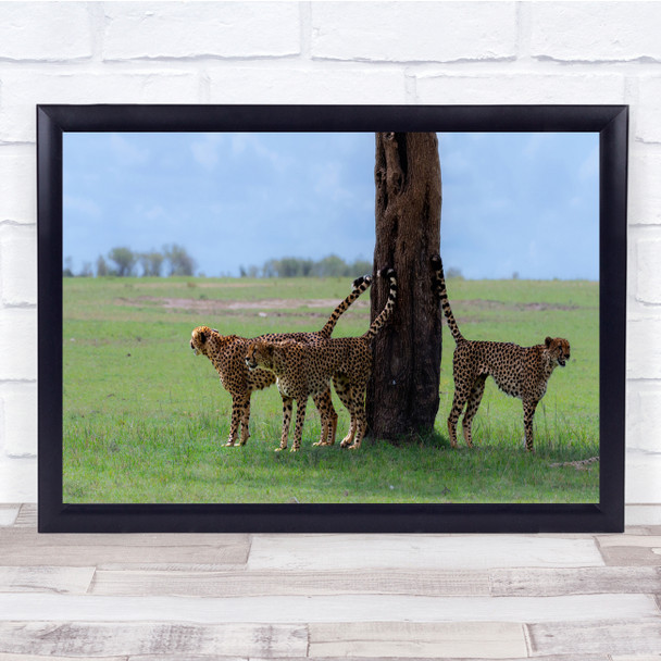 Territorial Scope cheetahs animals wildlife tree Wall Art Print