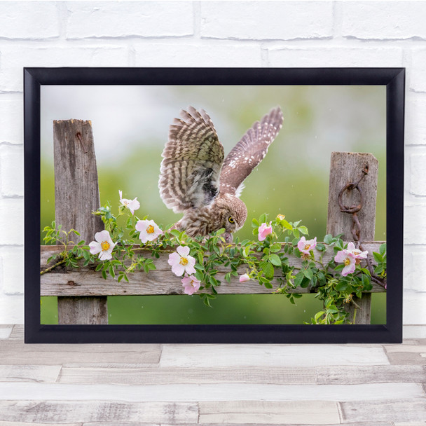 Wildlife Animals Nature Bird Birds Owl No People Wall Art Print