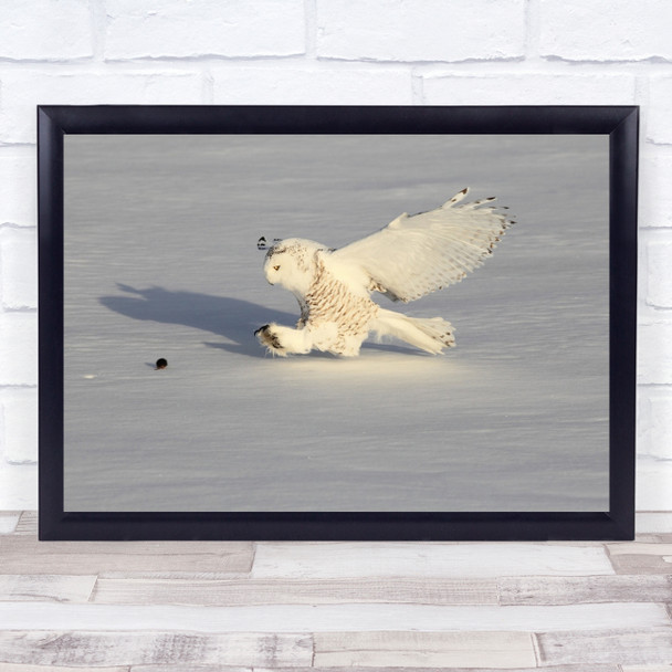 Wildlife Chase Snowy Owl Wild Nature Animal Bird Wall Art Print