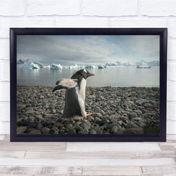 Wildlife Nature Penguins Antarctica pebble beach Wall Art Print