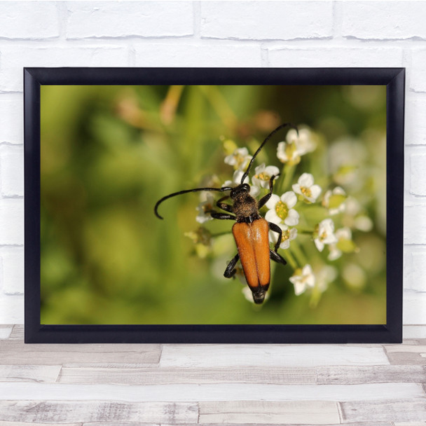 Beetle Scarab Macro Nature Insect Geneva Scarab Wall Art Print