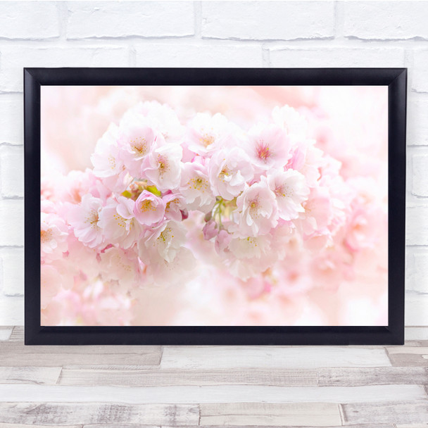 Cherry Blossom Blossoms High Key Flower Flowers Wall Art Print