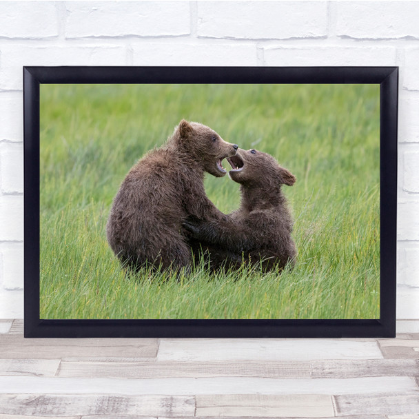 Cubs Grizzly Play Fighting Bears nature animals Wall Art Print