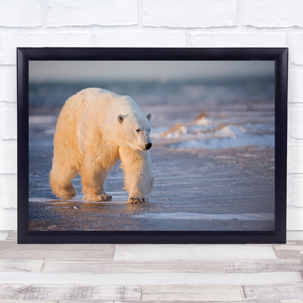 Polar Bear Ice Frozen Churchill Manitoba Canada Wall Art Print