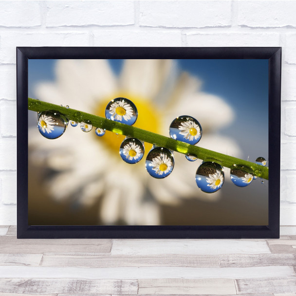 Reflections In Dew Drops grass and daisy flower Wall Art Print